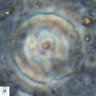 Tonromeinia deniseae 49880