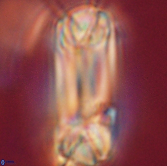 Tonromeinia deniseae 52540