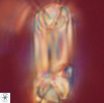 Tonromeinia deniseae 52540