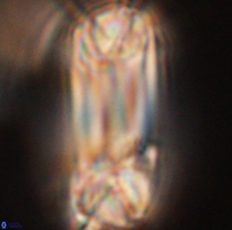 Tonromeinia deniseae 52541