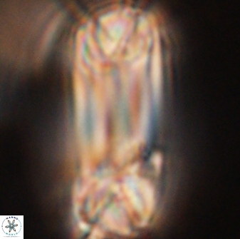Tonromeinia deniseae 52541
