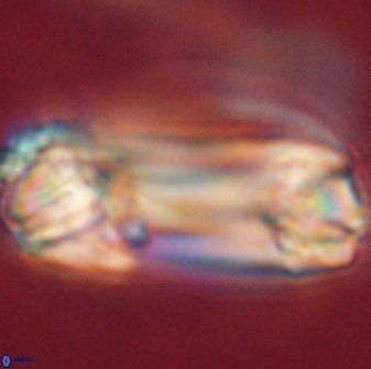 Tonromeinia deniseae 52545