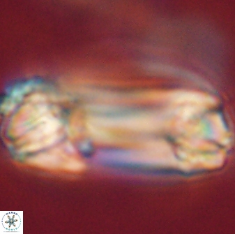 Tonromeinia deniseae 52545