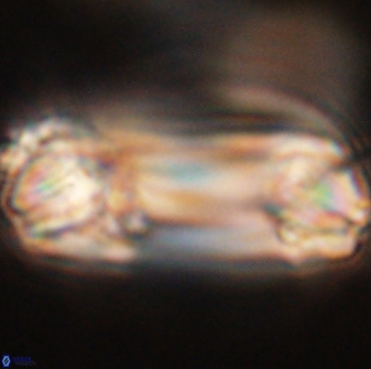 Tonromeinia deniseae 52546