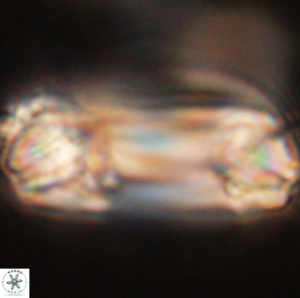 Tonromeinia deniseae 52546