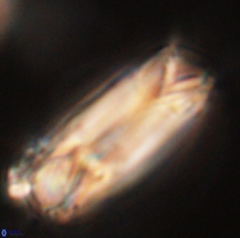 Tonromeinia deniseae 52547