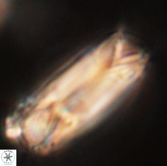 Tonromeinia deniseae 52547