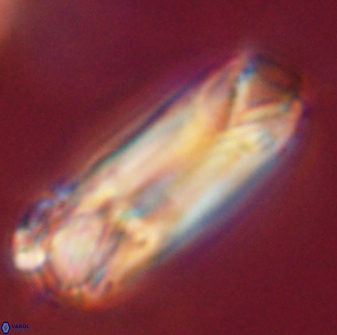 Tonromeinia deniseae 52548