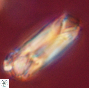 Tonromeinia deniseae 52548
