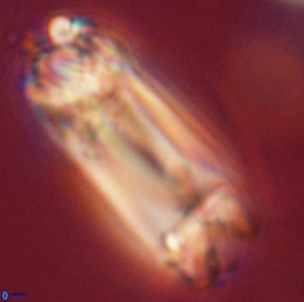 Tonromeinia deniseae 52549