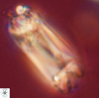 Tonromeinia deniseae 52549