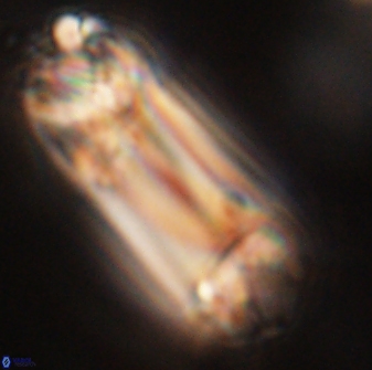 Tonromeinia deniseae 52550