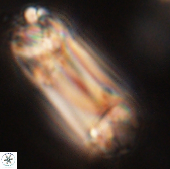 Tonromeinia deniseae 52550