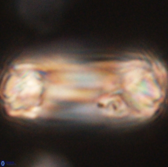 Tonromeinia deniseae 52551