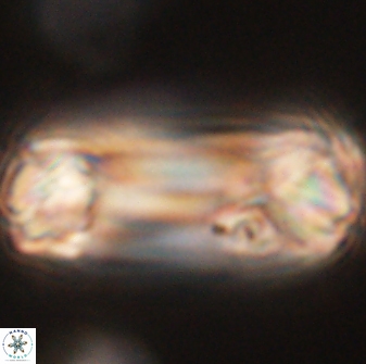 Tonromeinia deniseae 52551