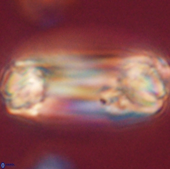 Tonromeinia deniseae 52552