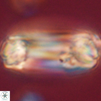 Tonromeinia deniseae 52552