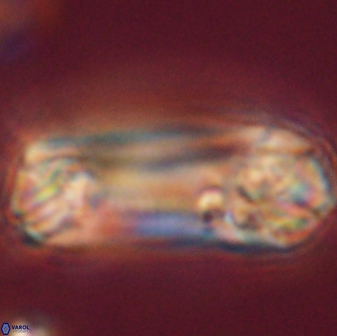 Tonromeinia deniseae 52553