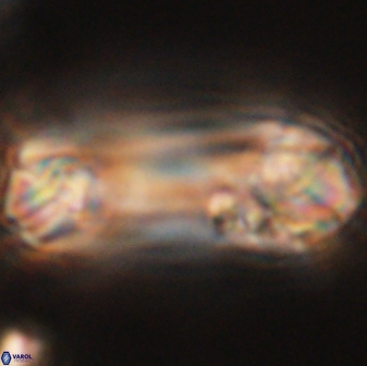 Tonromeinia deniseae 52554