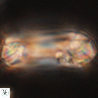 Tonromeinia deniseae 52554