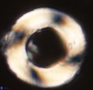 Tonromeinia deniseae 52535