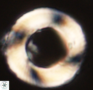 Tonromeinia deniseae 52535
