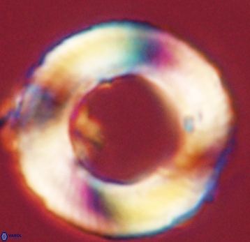 Tonromeinia deniseae 52536