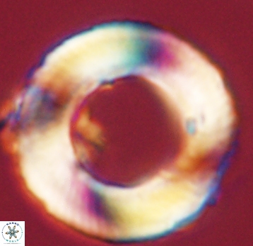 Tonromeinia deniseae 52536