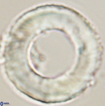 Tonromeinia deniseae 52537