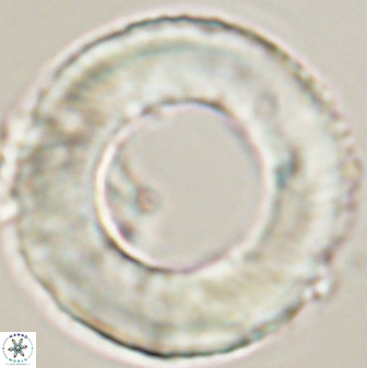 Tonromeinia deniseae 52537