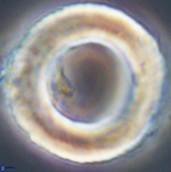 Tonromeinia deniseae 52538