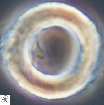 Tonromeinia deniseae 52538