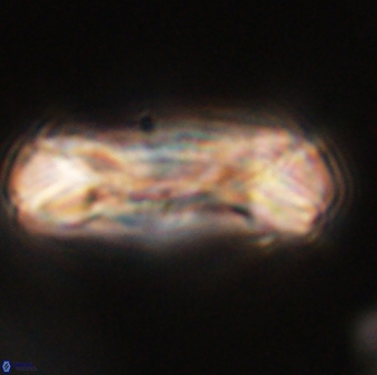 Tonromeinia deniseae 52641