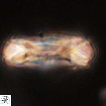 Tonromeinia deniseae 52641