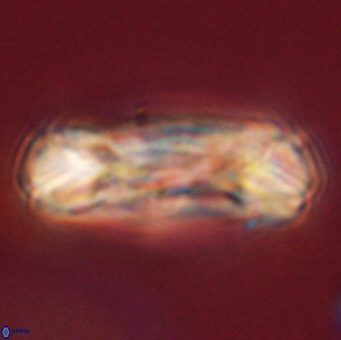 Tonromeinia deniseae 52642