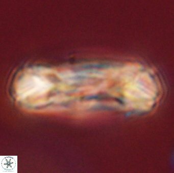 Tonromeinia deniseae 52642