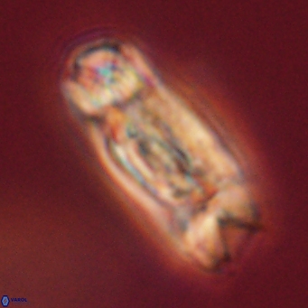 Tonromeinia deniseae 52643