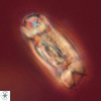Tonromeinia deniseae 52643