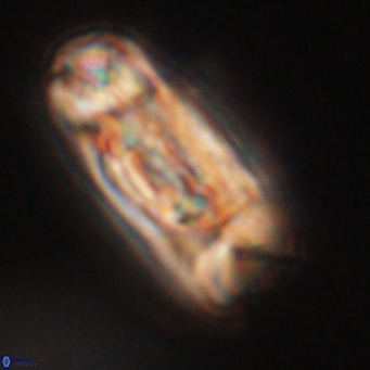 Tonromeinia deniseae 52644