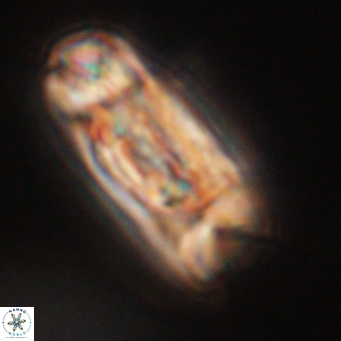 Tonromeinia deniseae 52644