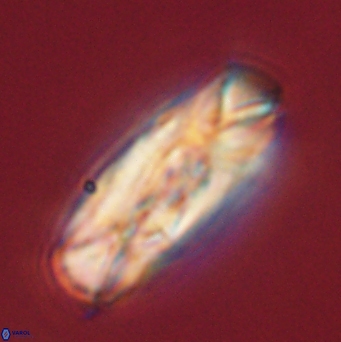 Tonromeinia deniseae 52645