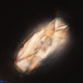 Tonromeinia deniseae 52646