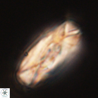 Tonromeinia deniseae 52646