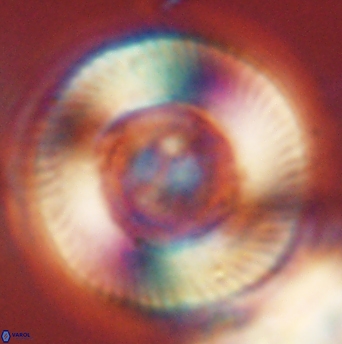 Tonromeinia deniseae 52649