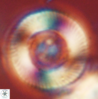 Tonromeinia deniseae 52649
