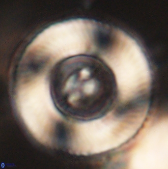 Tonromeinia deniseae 52651