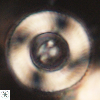 Tonromeinia deniseae 52651