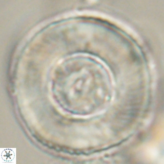 Tonromeinia deniseae 52652