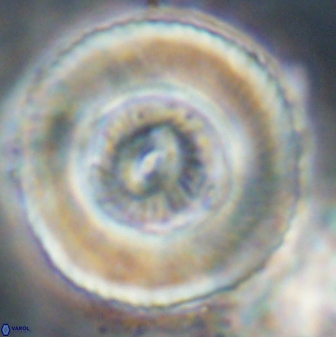 Tonromeinia deniseae 52653