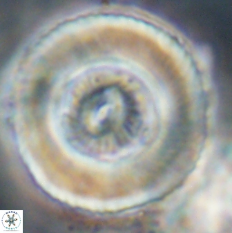 Tonromeinia deniseae 52653
